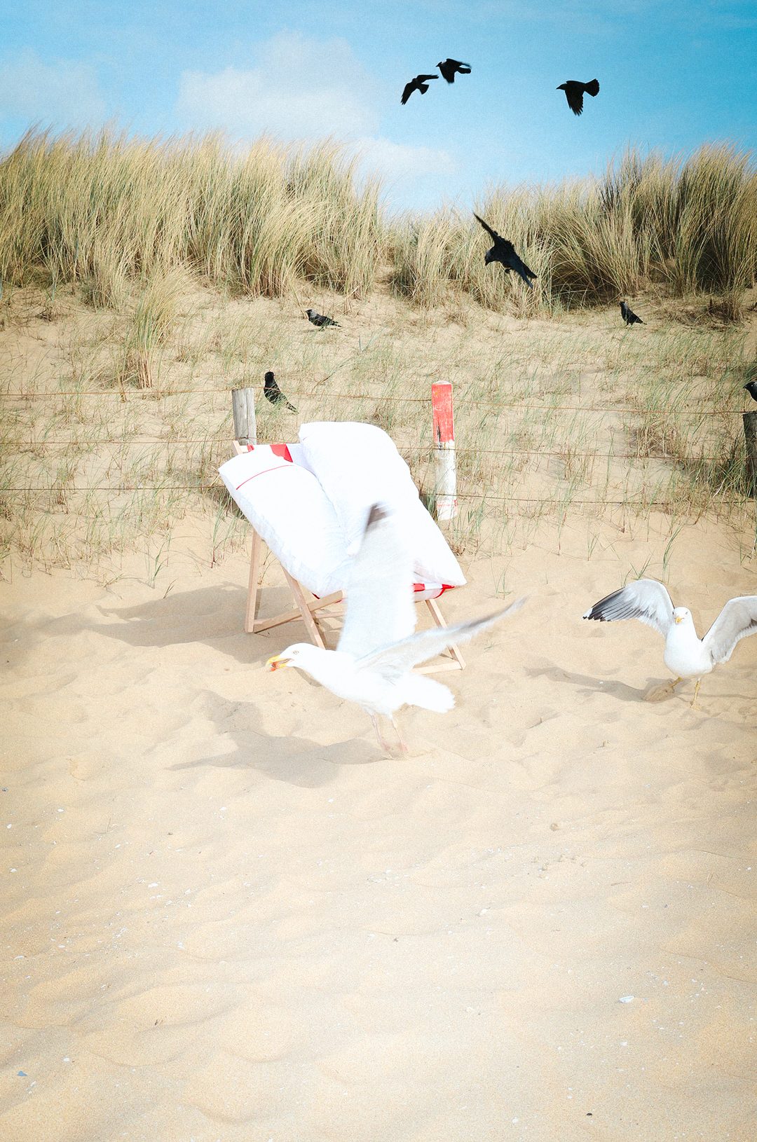 Seagulls swarming a deckchair and .market bag in the dunes